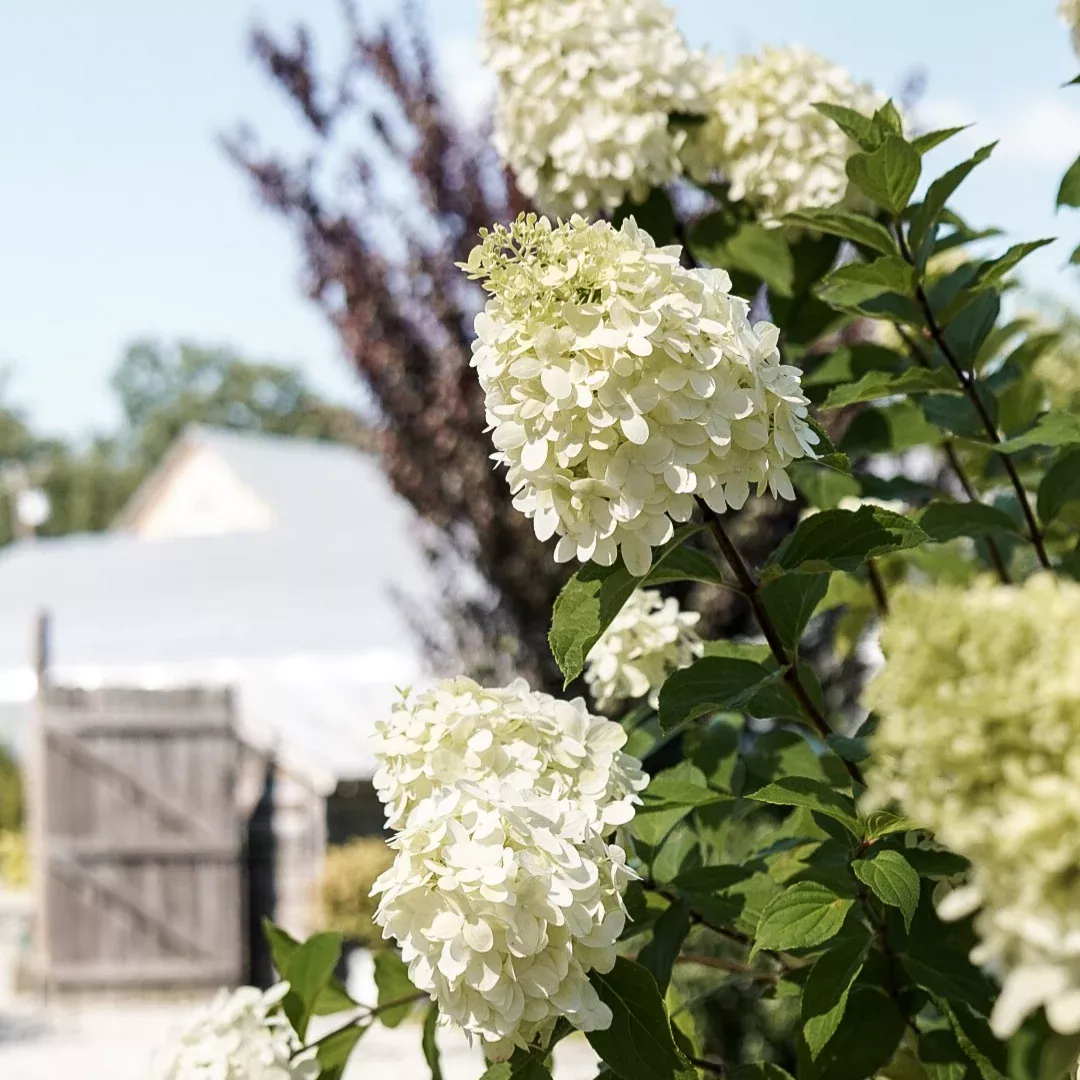 Hydrangea pan. 'Limelight' PW #4C