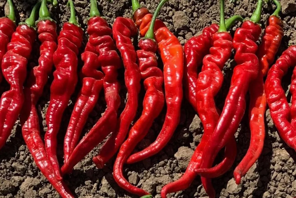 Iberia Hybrid Cayenne Pepper F1