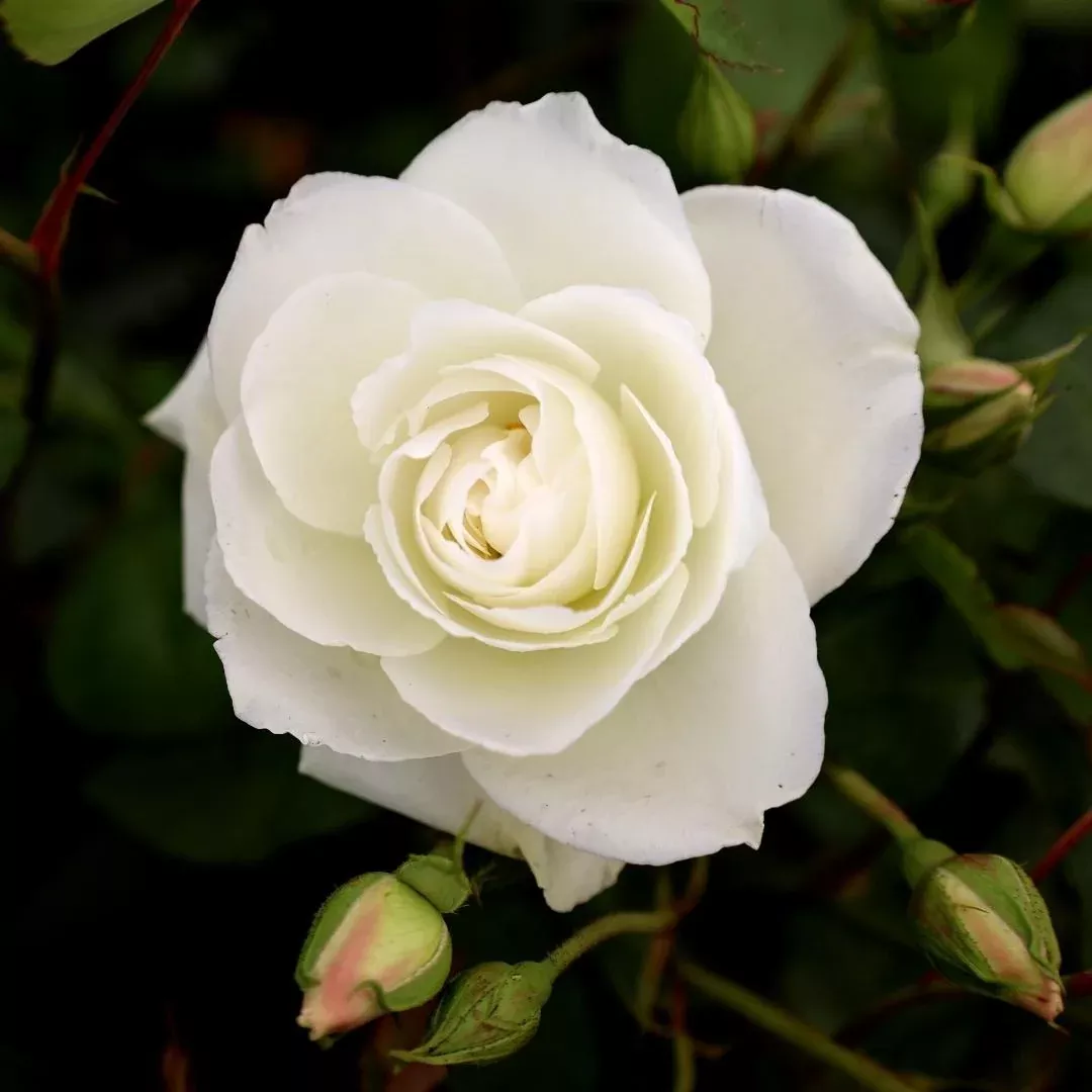 Iceberg Rose