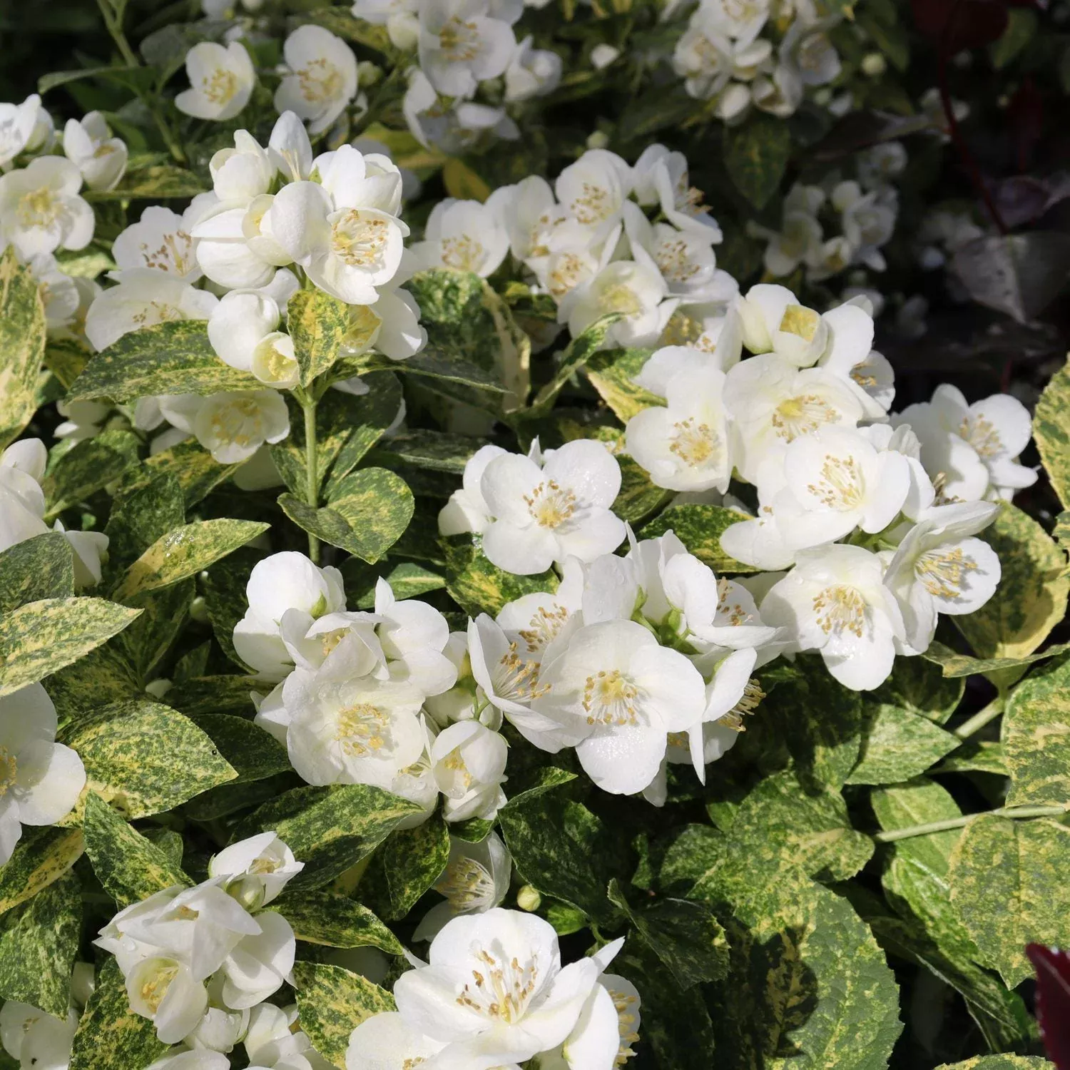 Illuminati Sparks™ Mock Orange (Philadelphus)