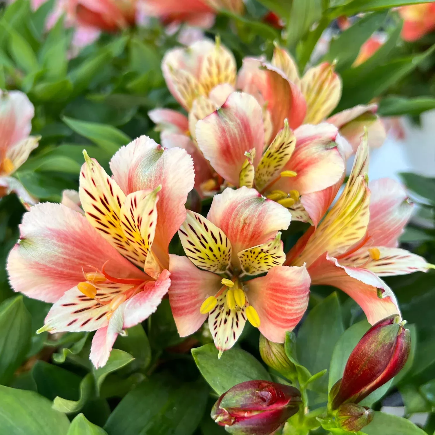 'Inca Husky' Peruvian Lily (Alstroemeria)