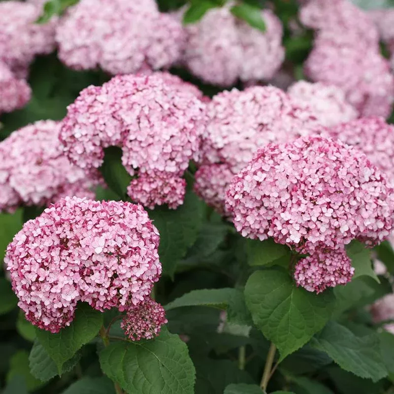 Incrediball Blush Smooth Hydrangea