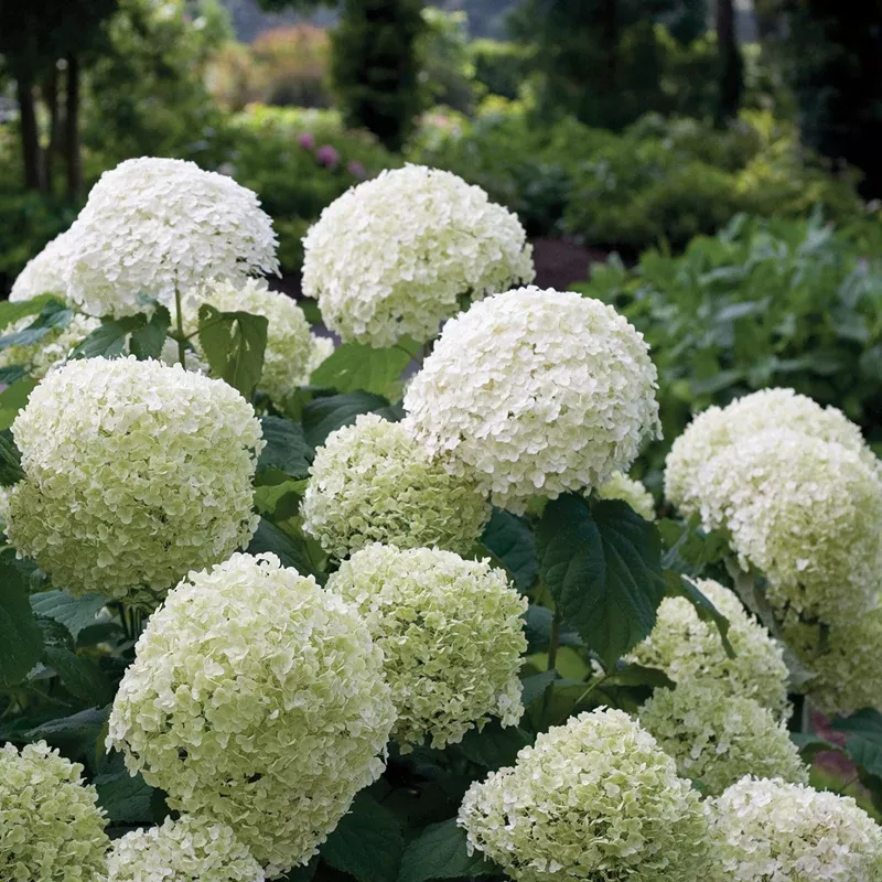 Incrediball Smooth Hydrangea