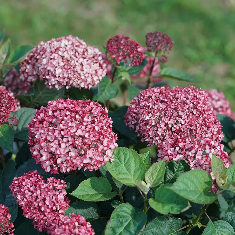 Invincibelle Garnetta Smooth Hydrangea - DISCONTINUED