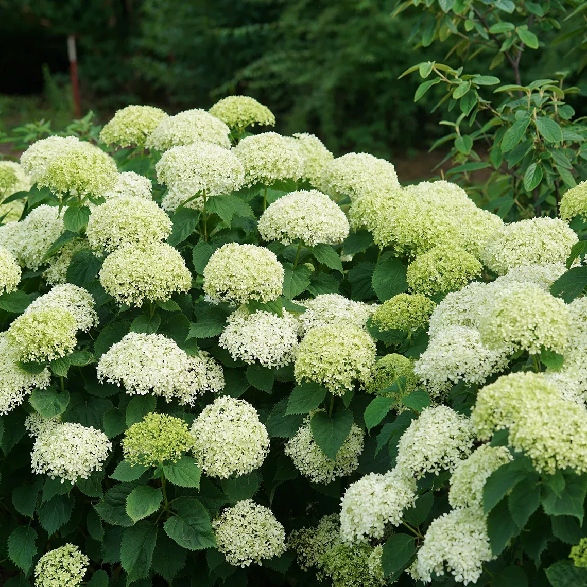 Invincibelle Limetta Smooth Hydrangea