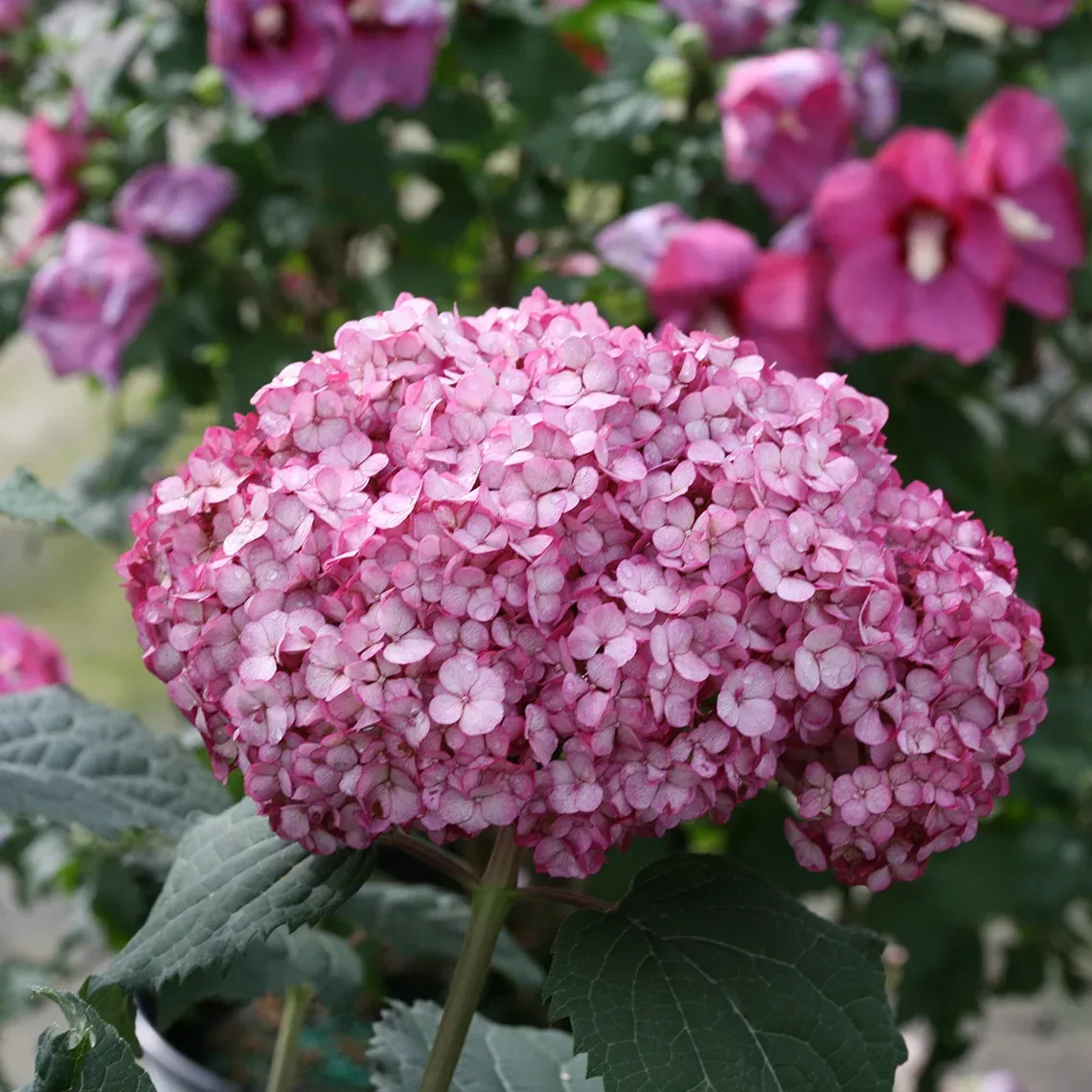 Invincibelle Mini Mauvette Smooth Hydrangea