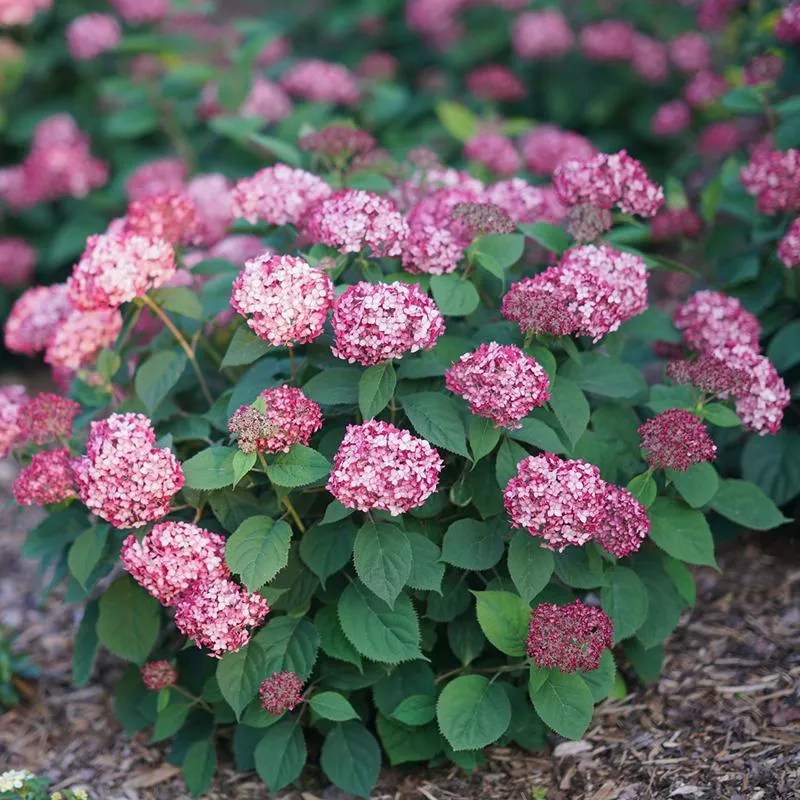 Invincibelle Ruby Smooth Hydrangea