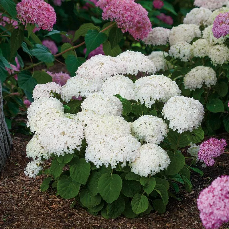 Invincibelle Wee White Smooth Hydrangea