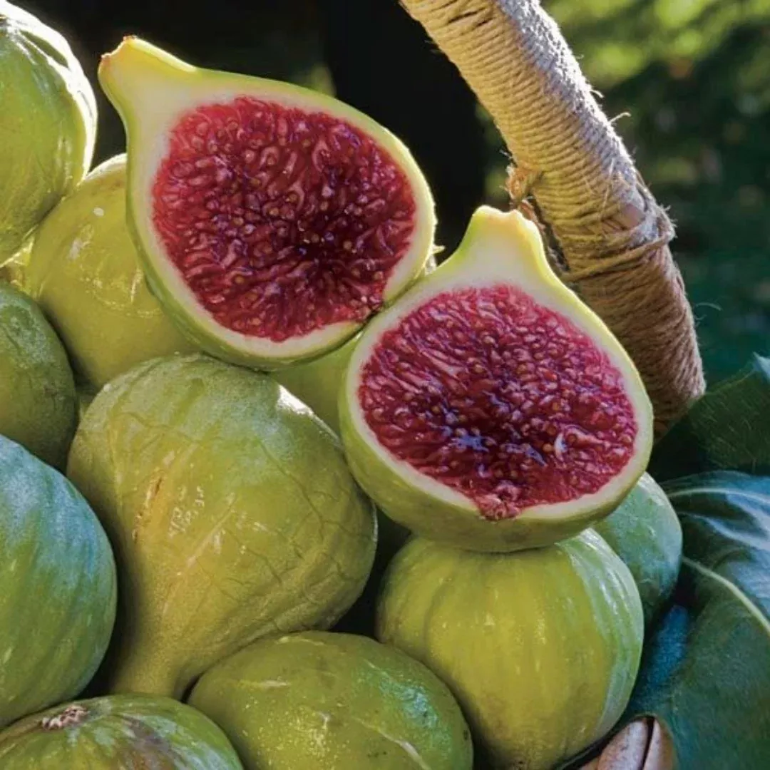 Ischia Fig Tree