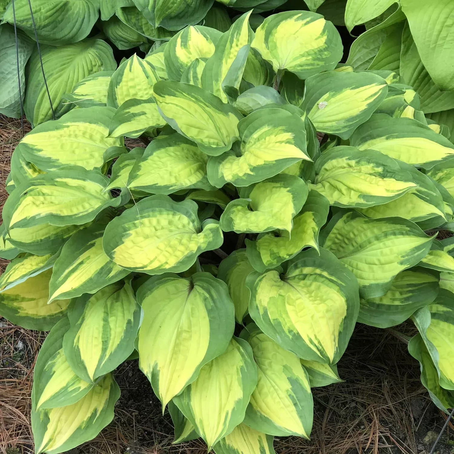Island Breeze Hosta