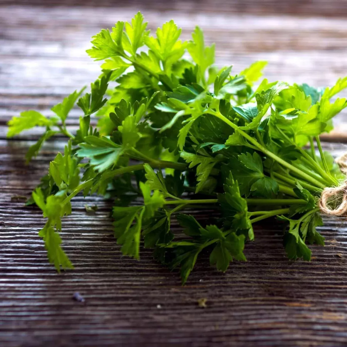Italian Parsley