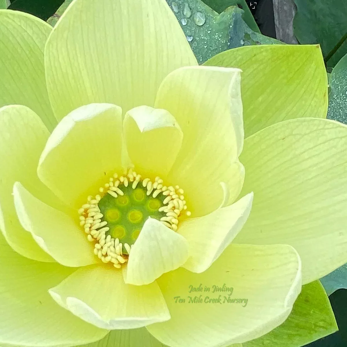 Jade in Jinling - One of the Most Highly Prized Lotus in the World!