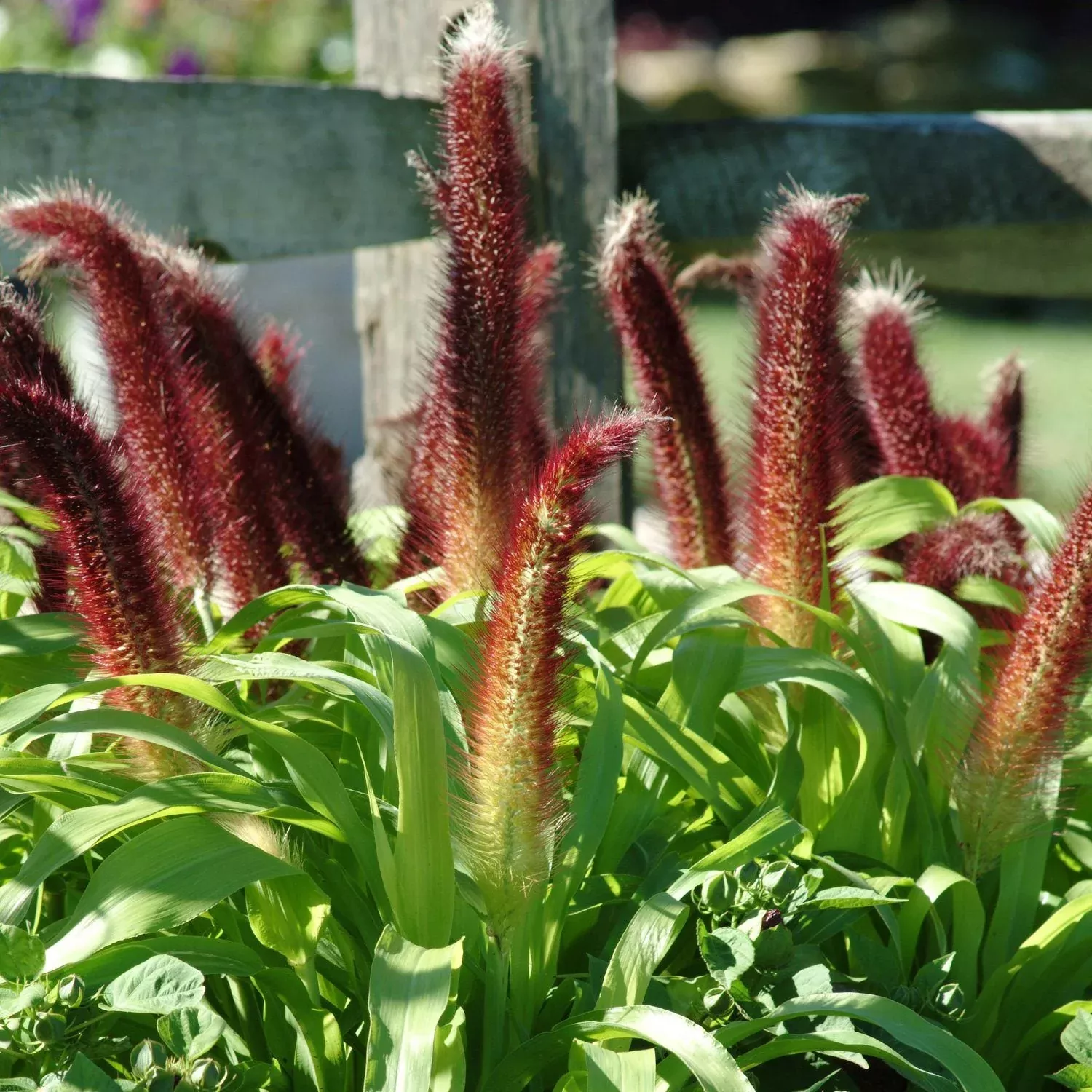'Jade Princess' Millet (Pennisetum)