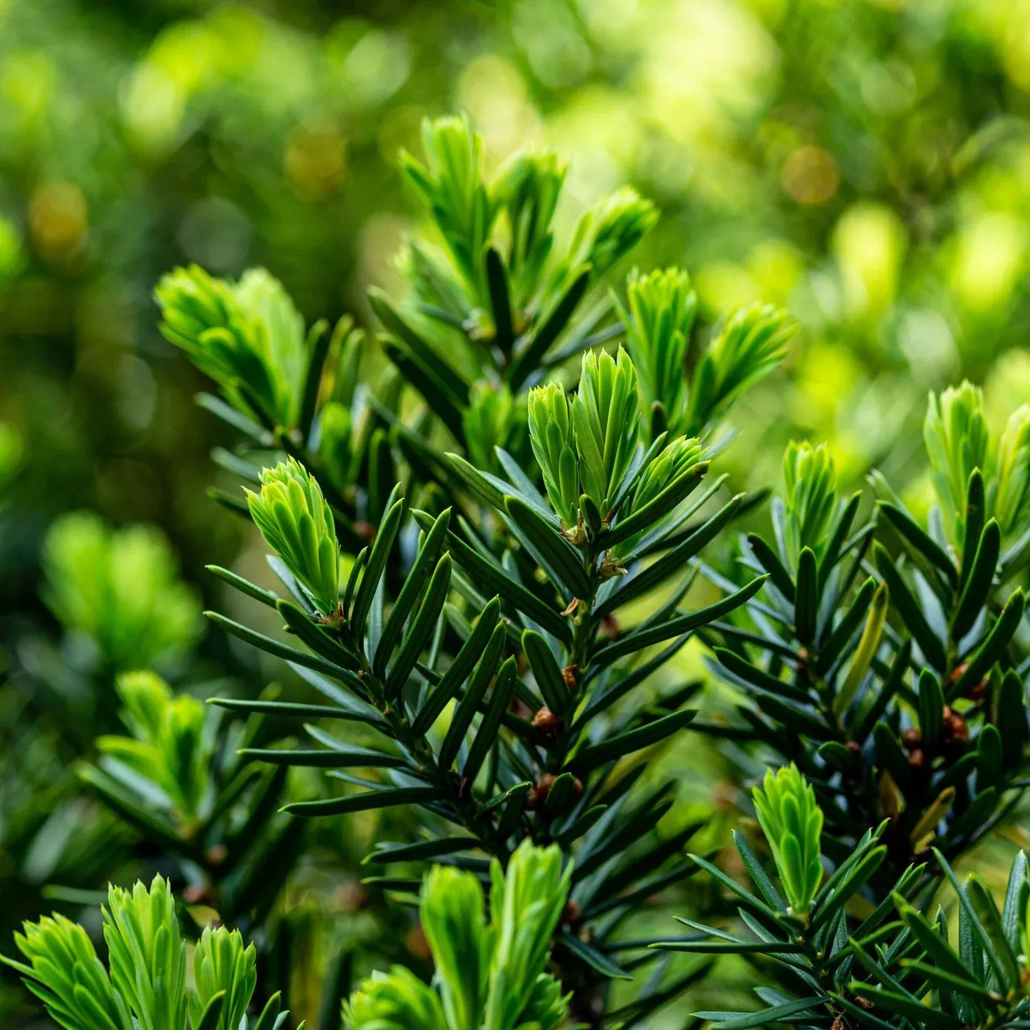 Japanese Yew Podocarpus