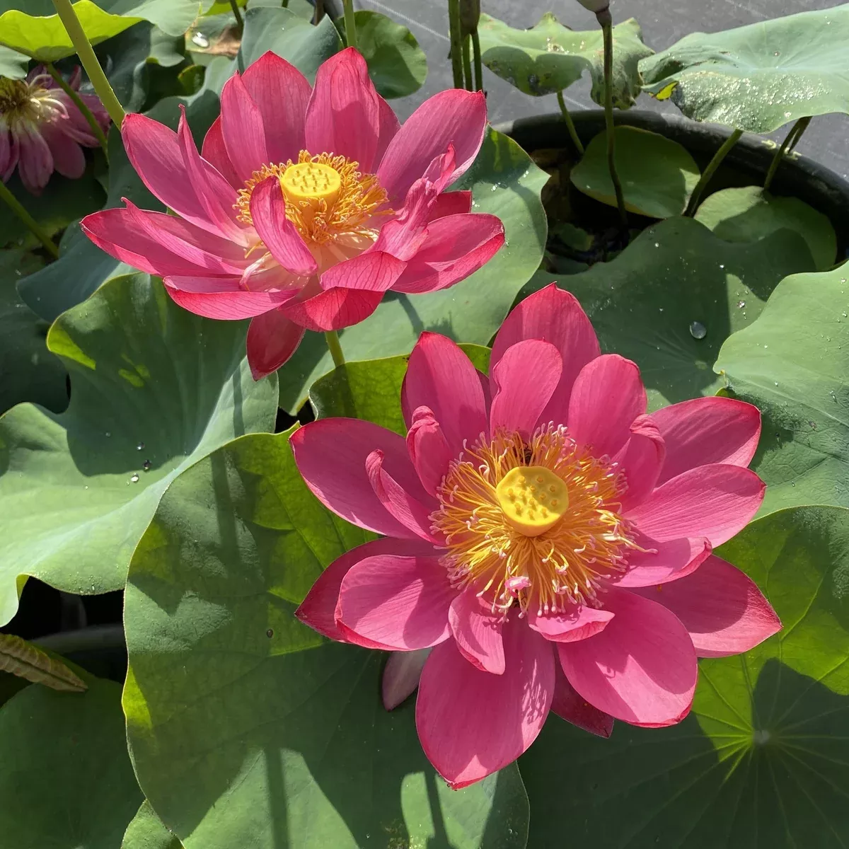 JIAXING Lotus