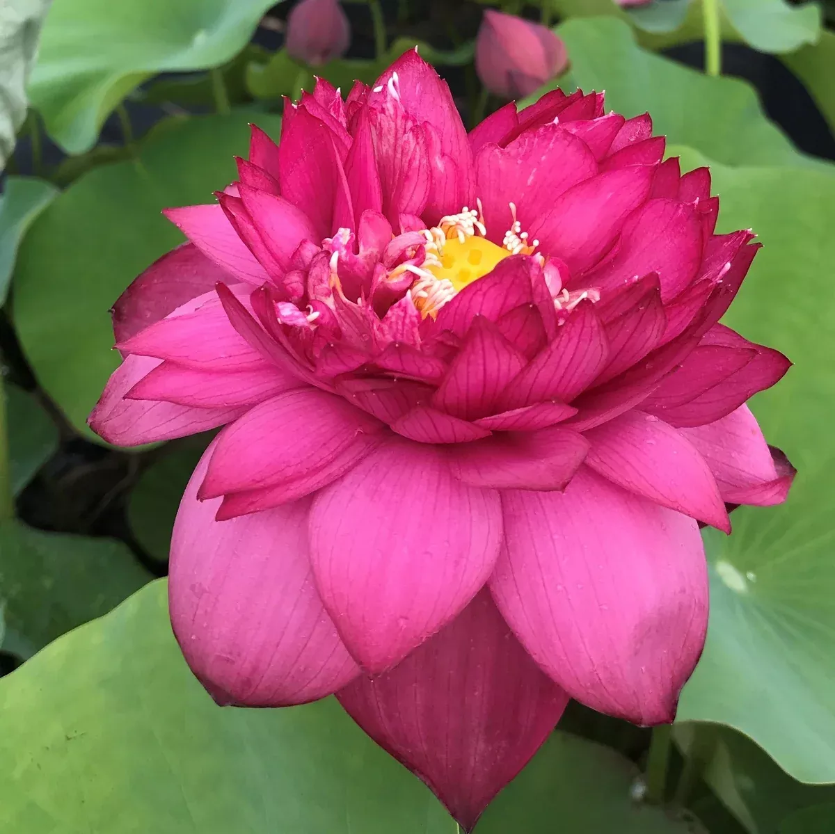 JING GANG SHEN Lotus