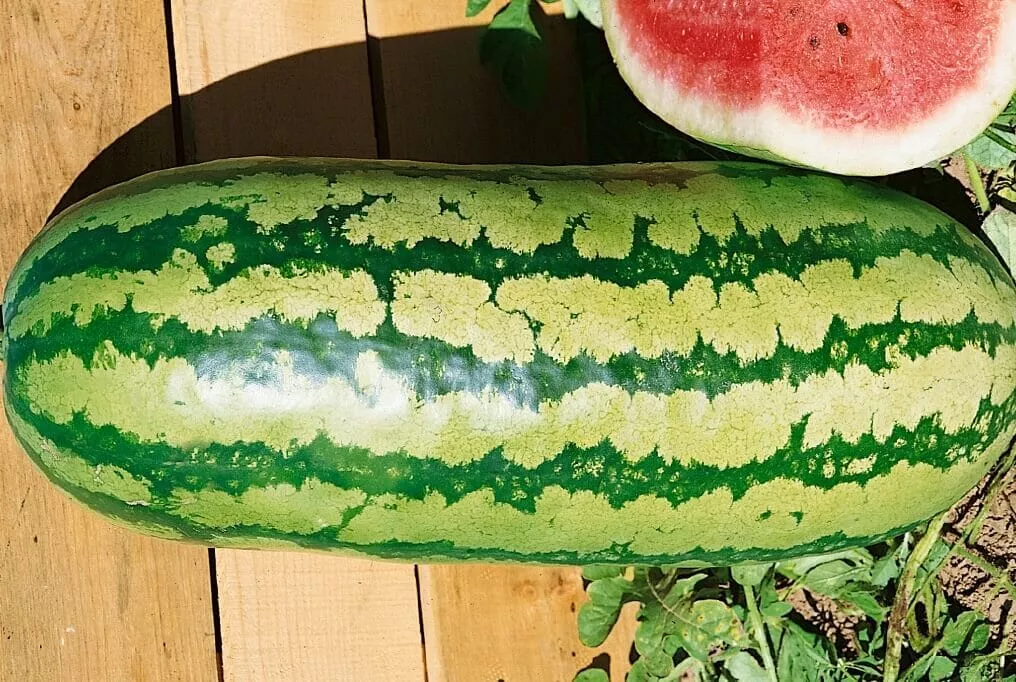 Jubilee Watermelon