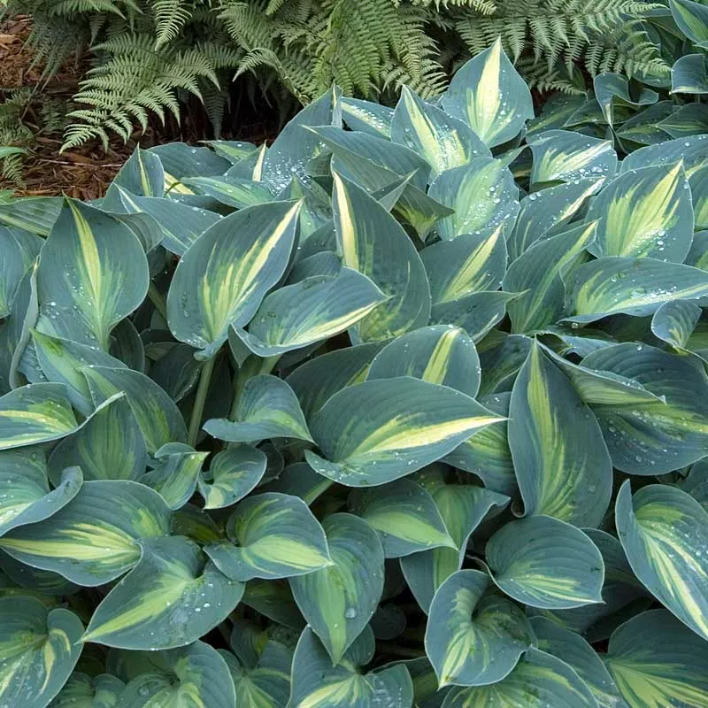 June Hosta