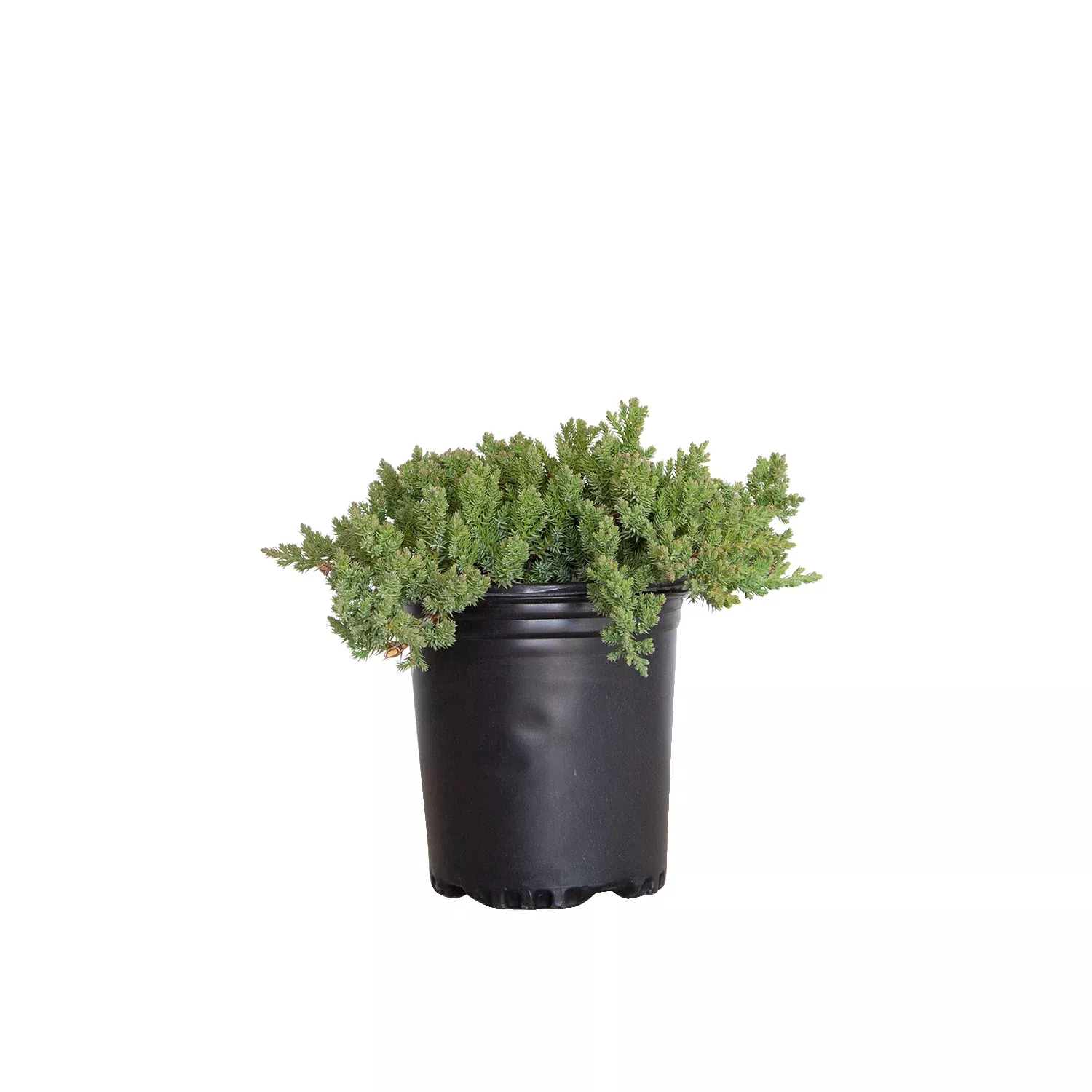 Juniper Procumbens Nana