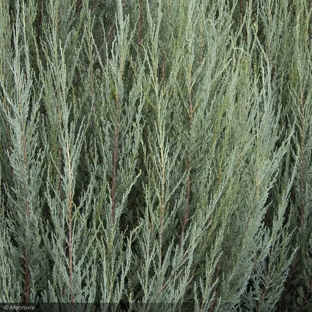 Juniper, Skyrocket #10