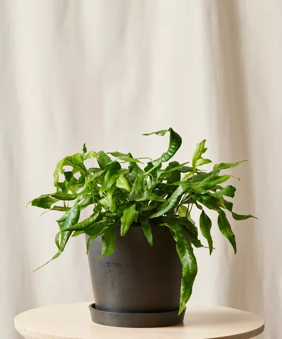 Kangaroo Fern