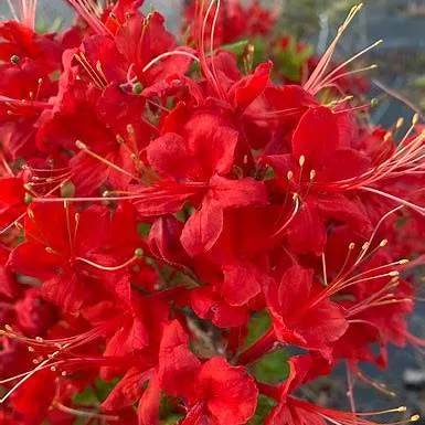 Kelly's Red Azalea | Pixies Gardens