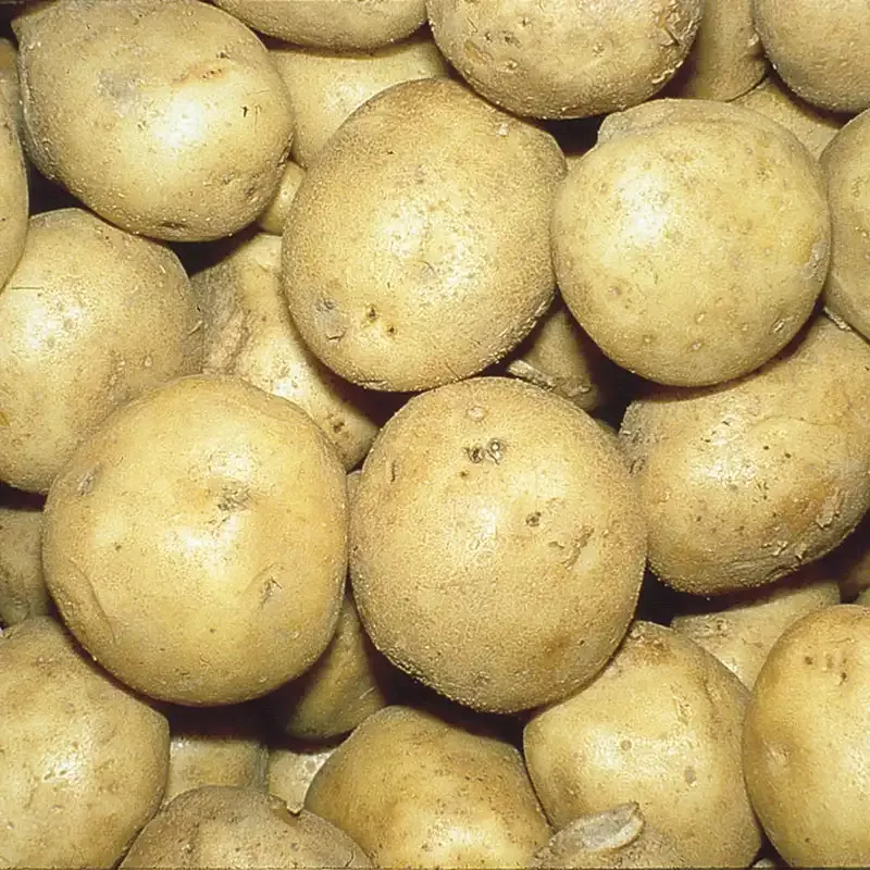 Kennebec Potato
