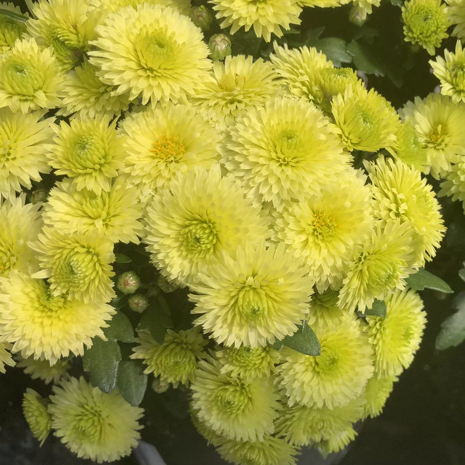 Key Lime' Garden Mum (Chrysanthemum)