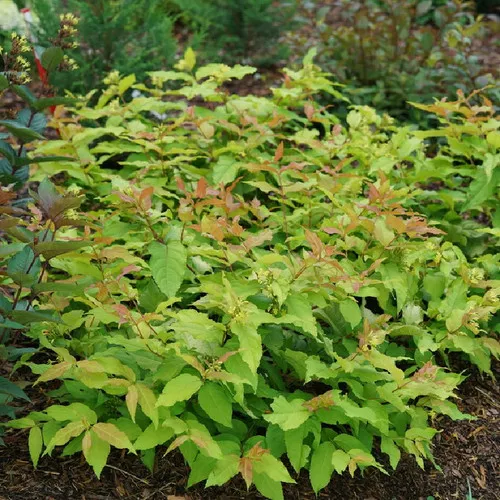 Kodiak Fresh Diervilla