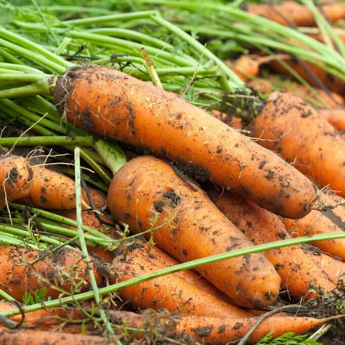 Kuroda Carrot