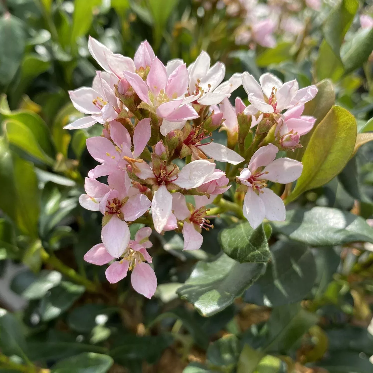 La Vida Mas Indian Hawthorn (Rhaphiolepis)
