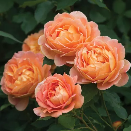 Lady of Shalott Rose