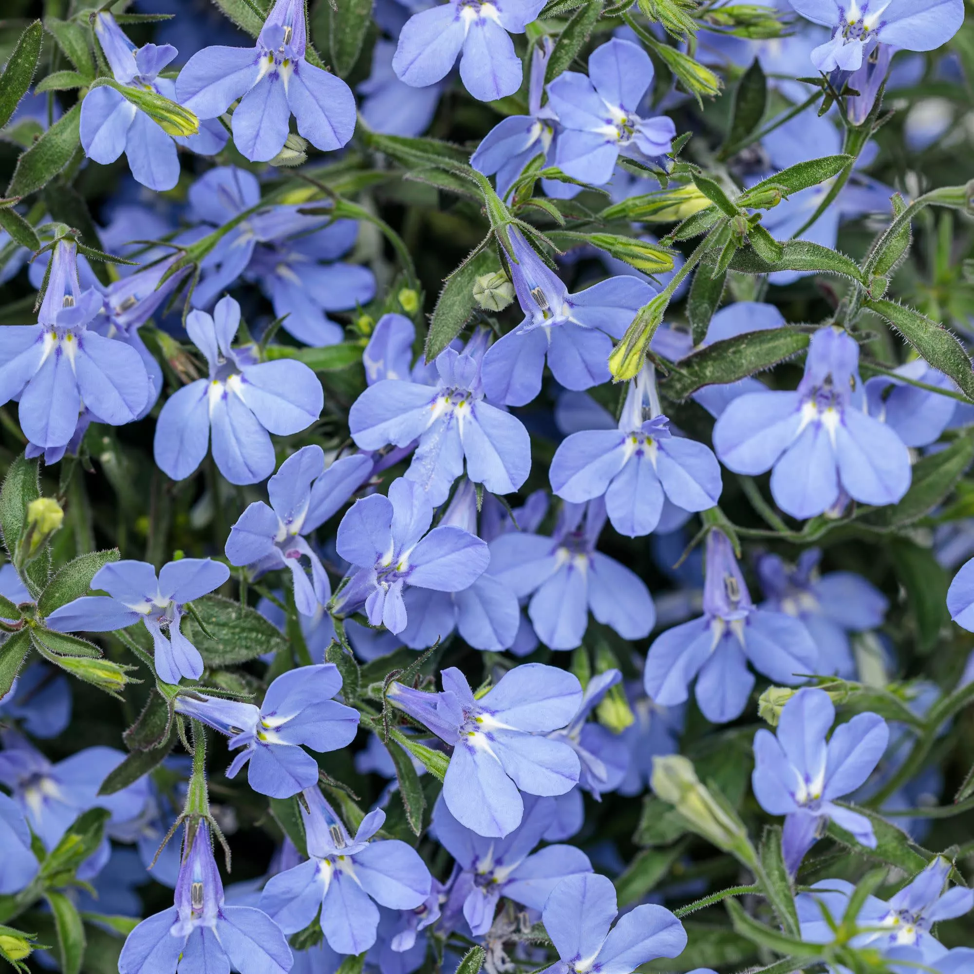Laguna Sky Blue Lobelia (Lobelia erinus)