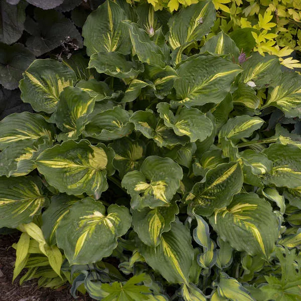 Lakeside Paisley Print Hosta