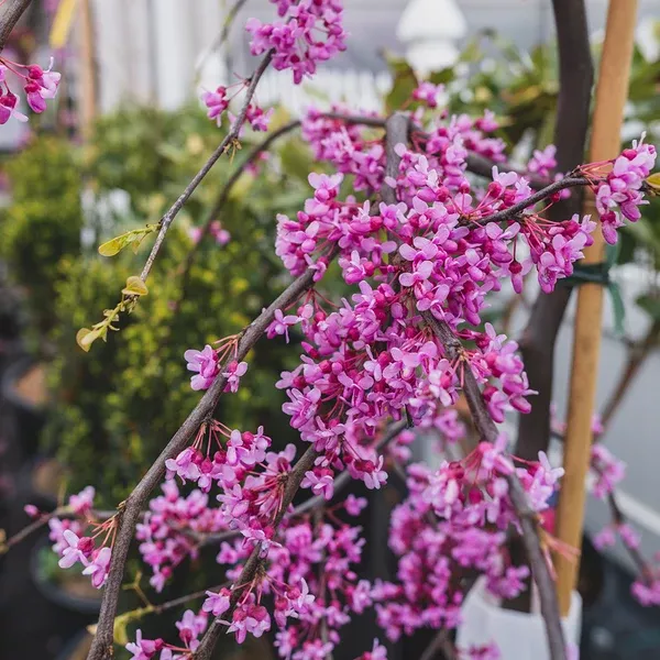 Lavender Twist Eastern Redbud (Weeping)