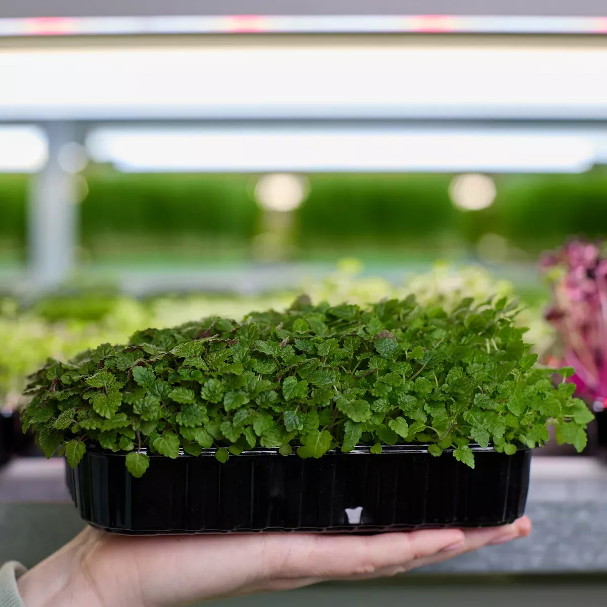 Lemon Balm Microgreens