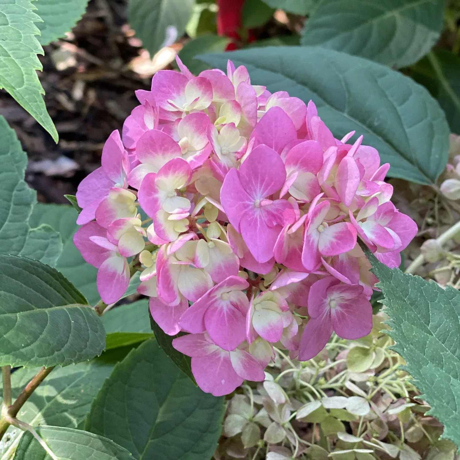 Let's Dance ¡Arriba!™ Bigleaf Hydrangea