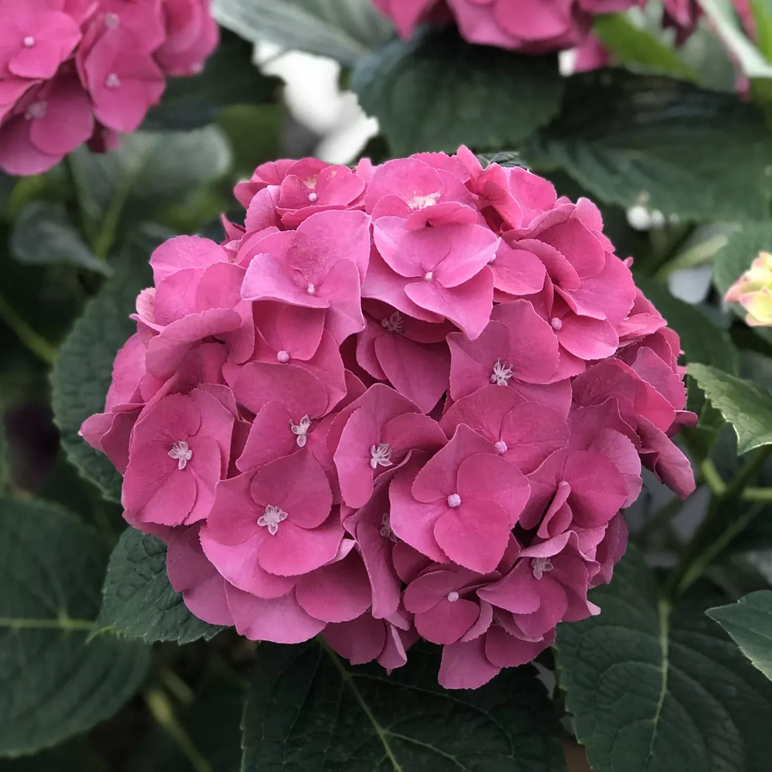 Let's Dance Big Band™ Bigleaf Hydrangea