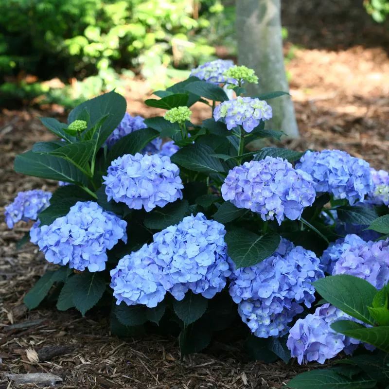 Let's Dance Blue Jangles Bigleaf Hydrangea