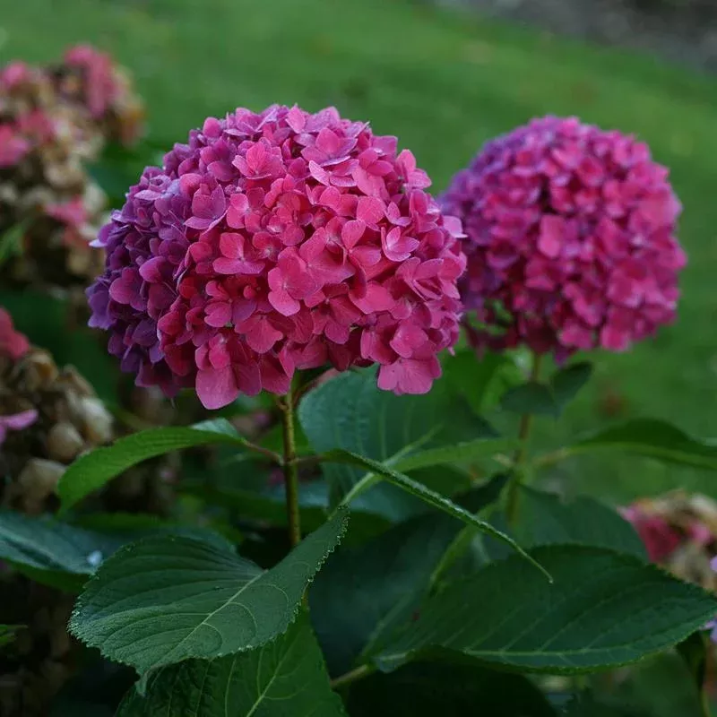 Let's Dance Rave Bigleaf Hydrangea - DISCONTINUED