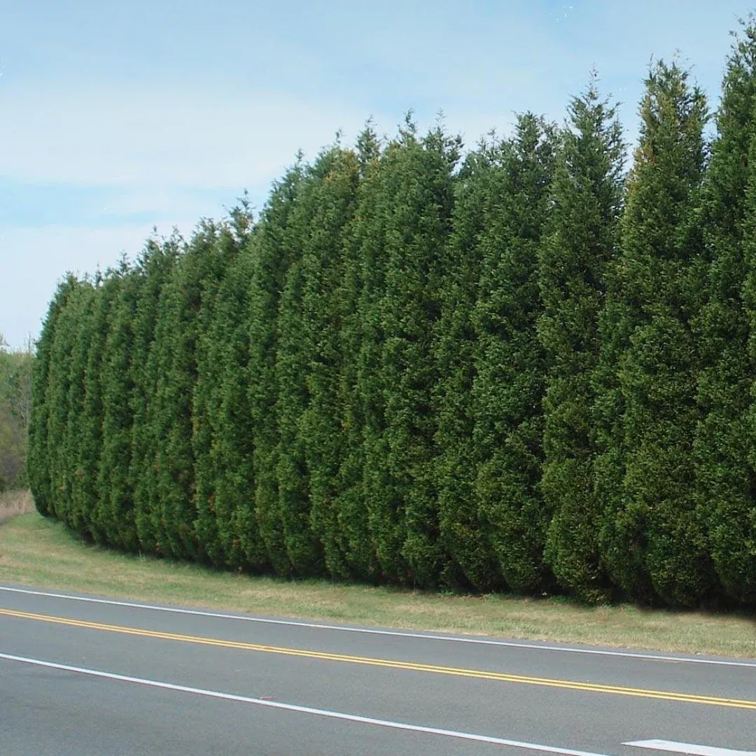 Leyland Cypress Multipack/Liners | Pixies Gardens