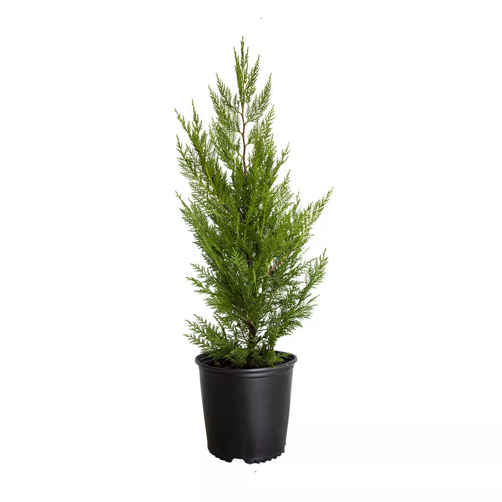 Leyland Cypress Tree
