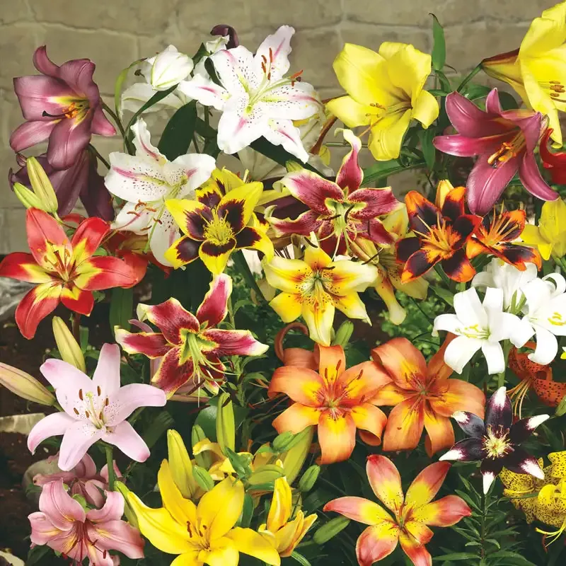 Lily Value Mix