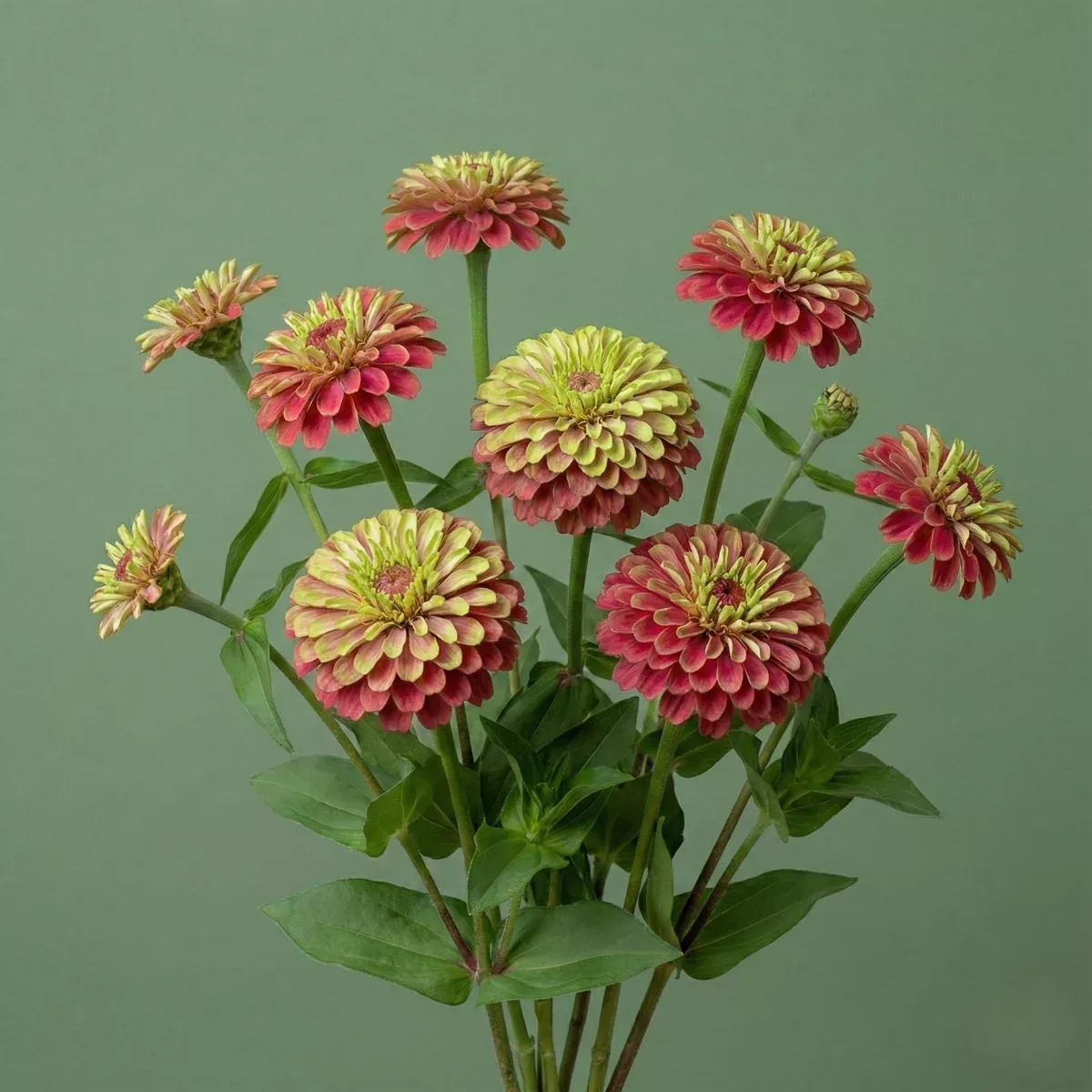 Lime Red Queeny Zinnia