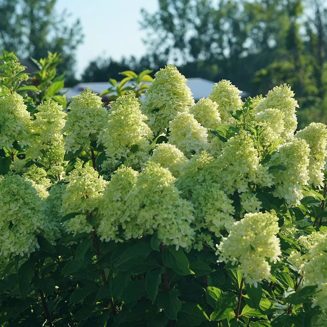 Limelight Prime Panicle Hydrangea