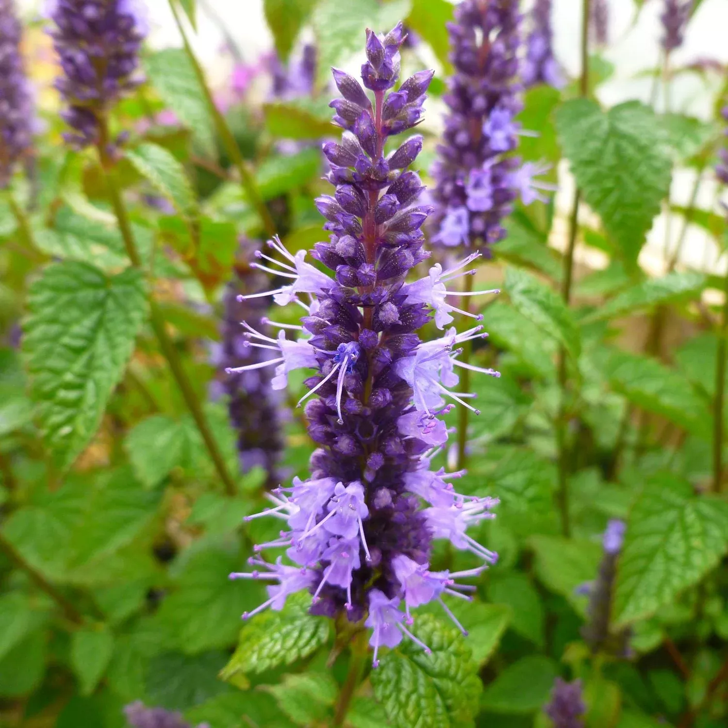 'Little Adder' Hummingbird Mint (Agastache)