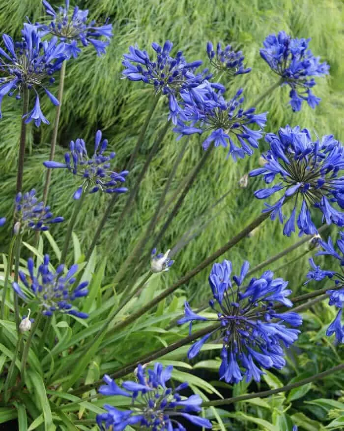 Little Blue Fountain Agapanthus