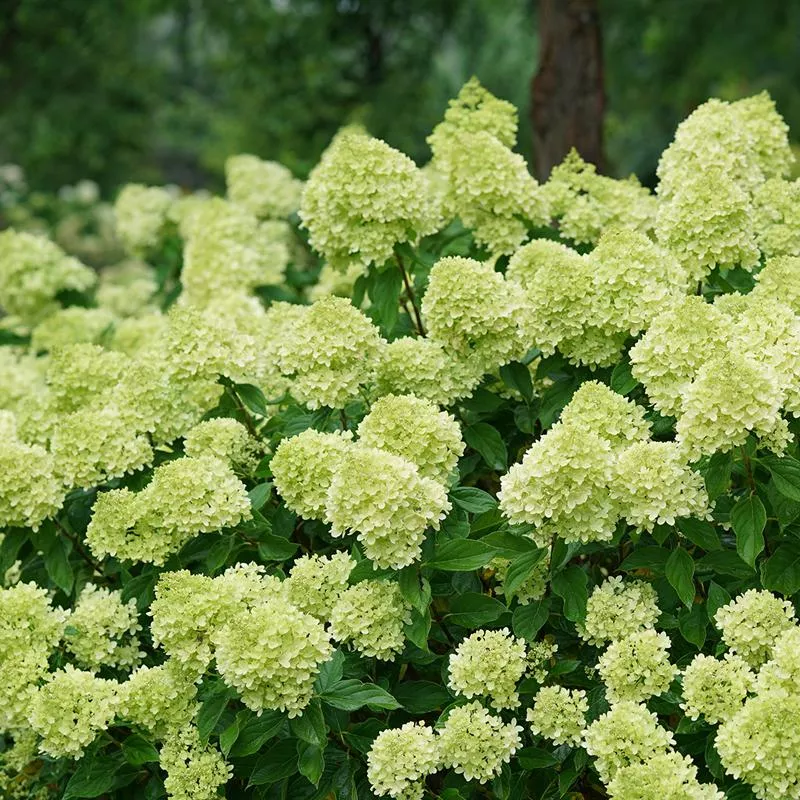 Little Lime Panicle Hydrangea
