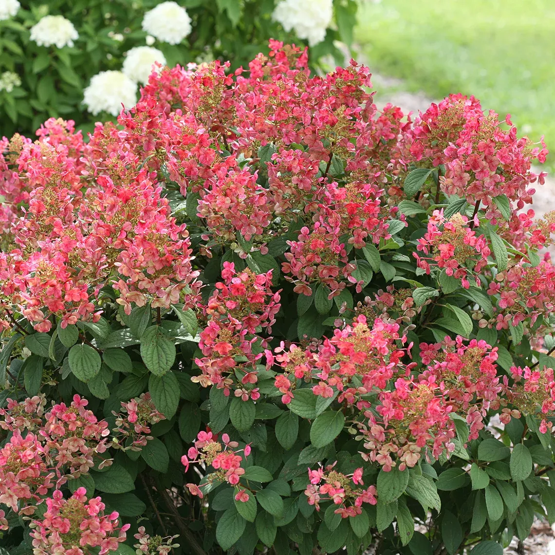 Little Quick Fire Panicle Hydrangea