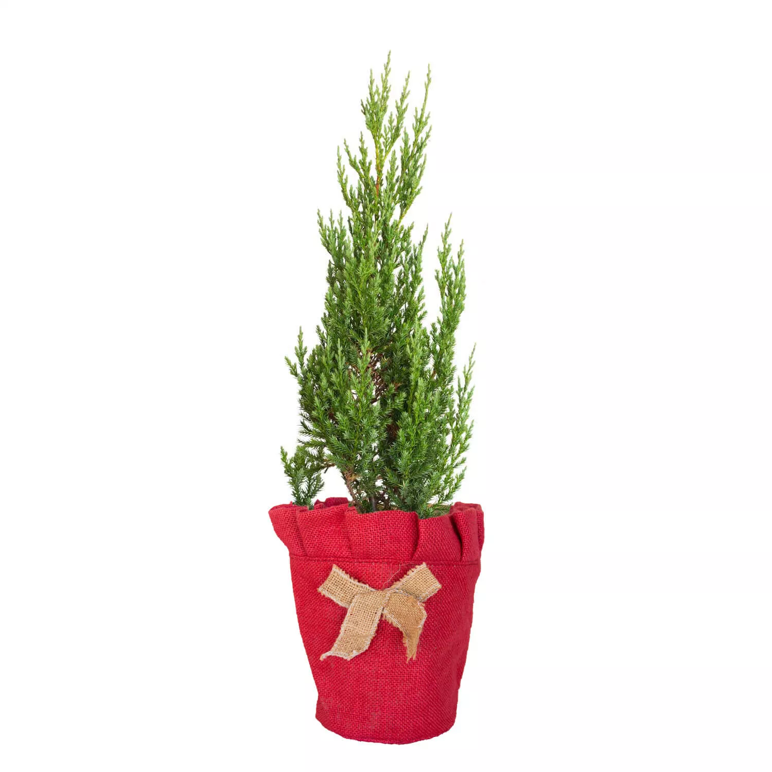 Living Christmas Tree - Blue Point Juniper